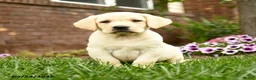 Labrador Retriever dogs for sale: Cooper - Ad 1