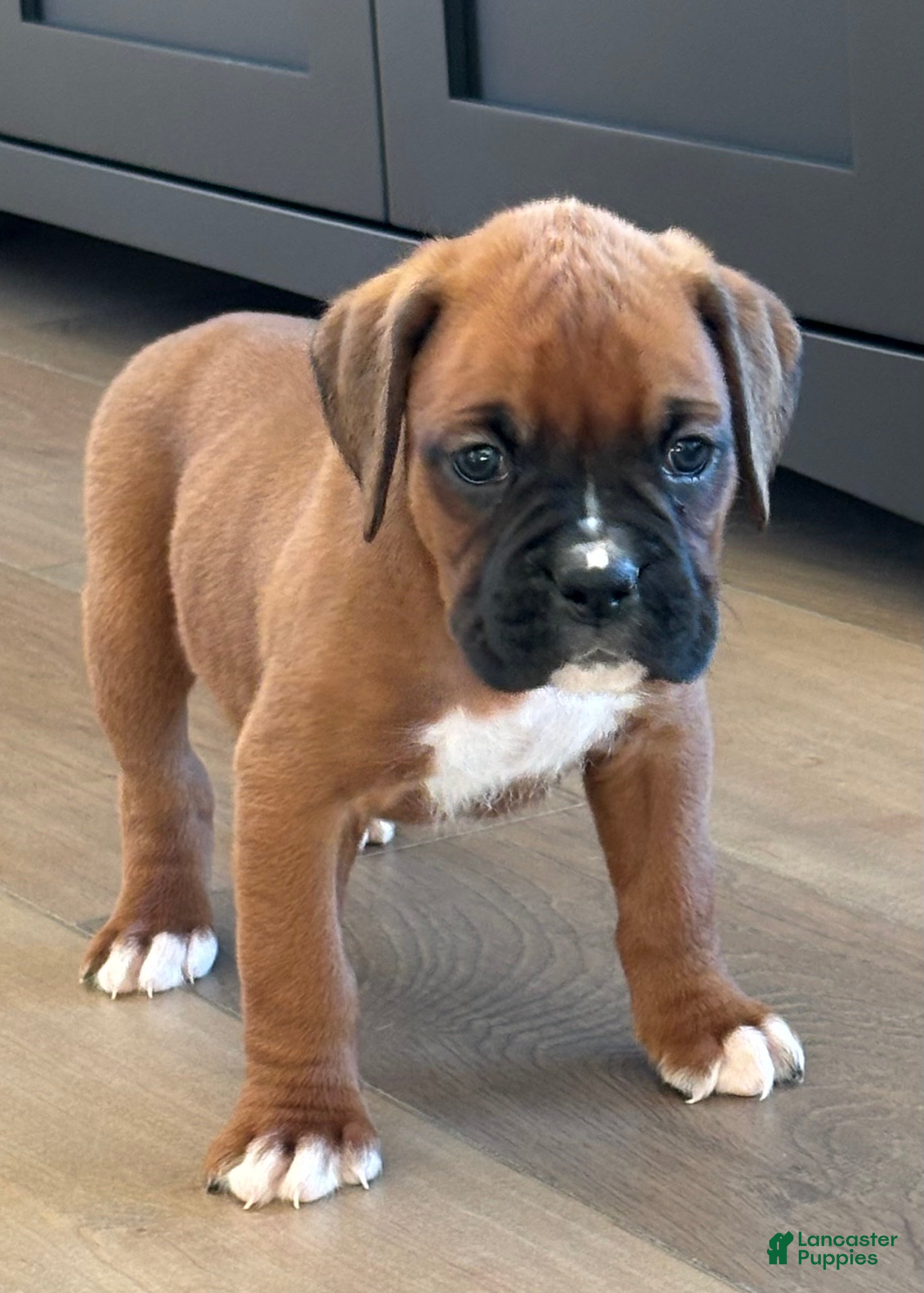 Opi (Boxer, Male) in Sugarcreek, OH