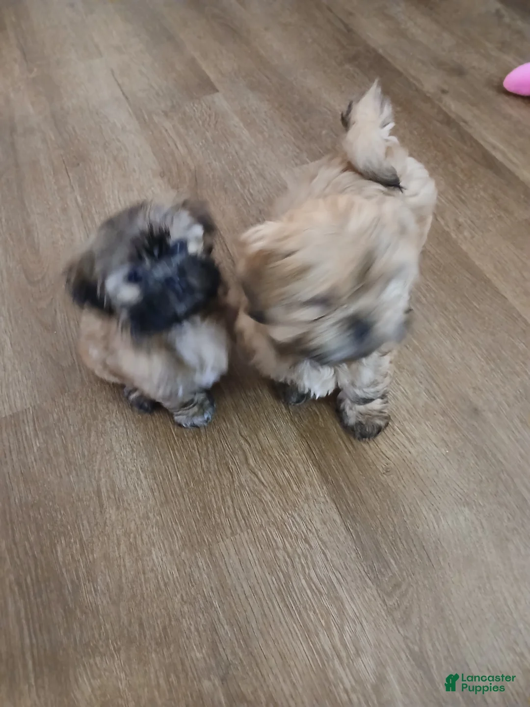 Shorkie dogs for sale: Shorkie Puppy 3 - Ad 1