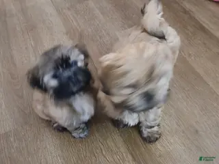 Shorkie dogs for sale: Shorkie Puppy 3 - Ad 1