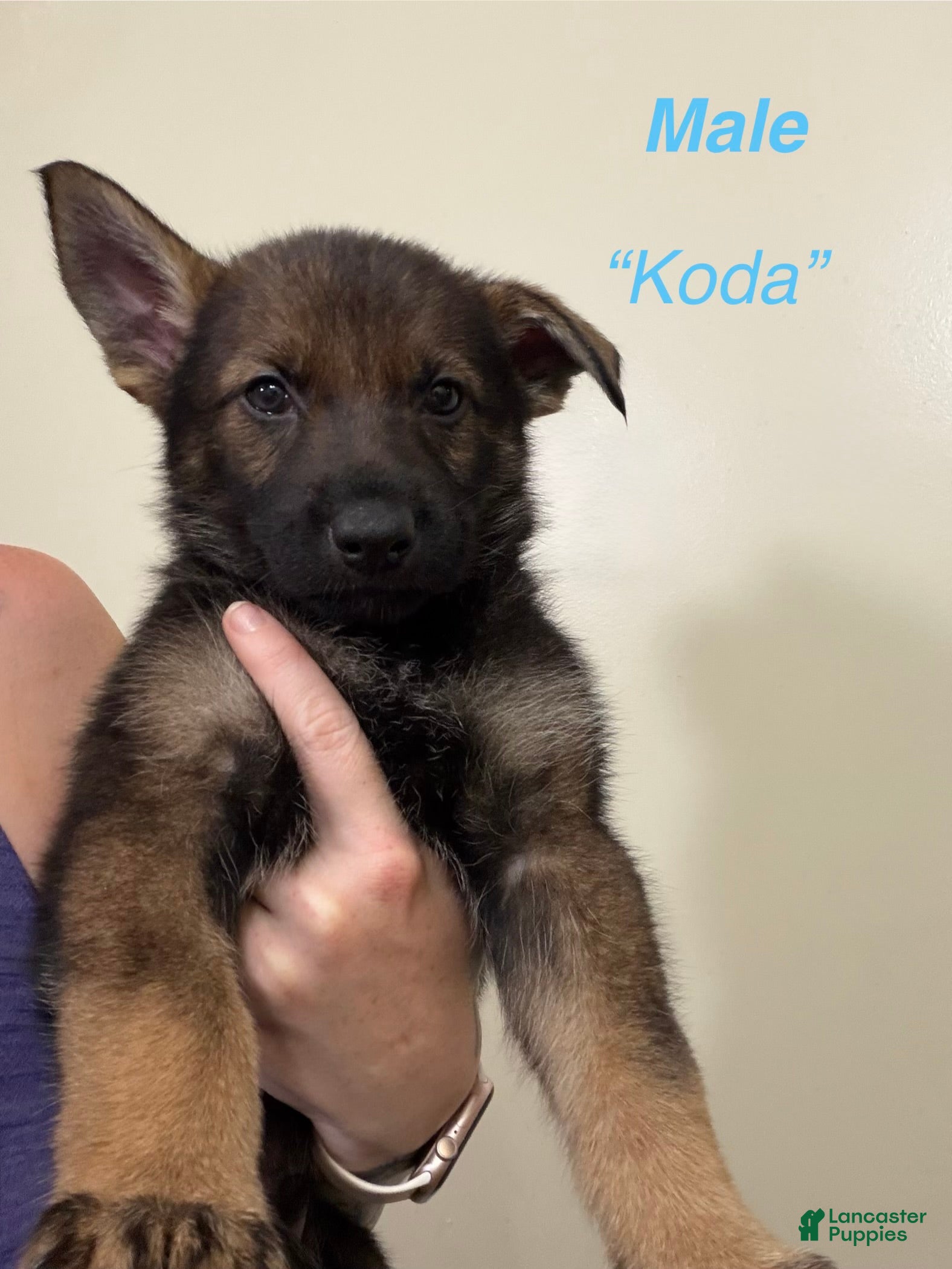 Gerberian Shepsky dogs Koda - Ad 6