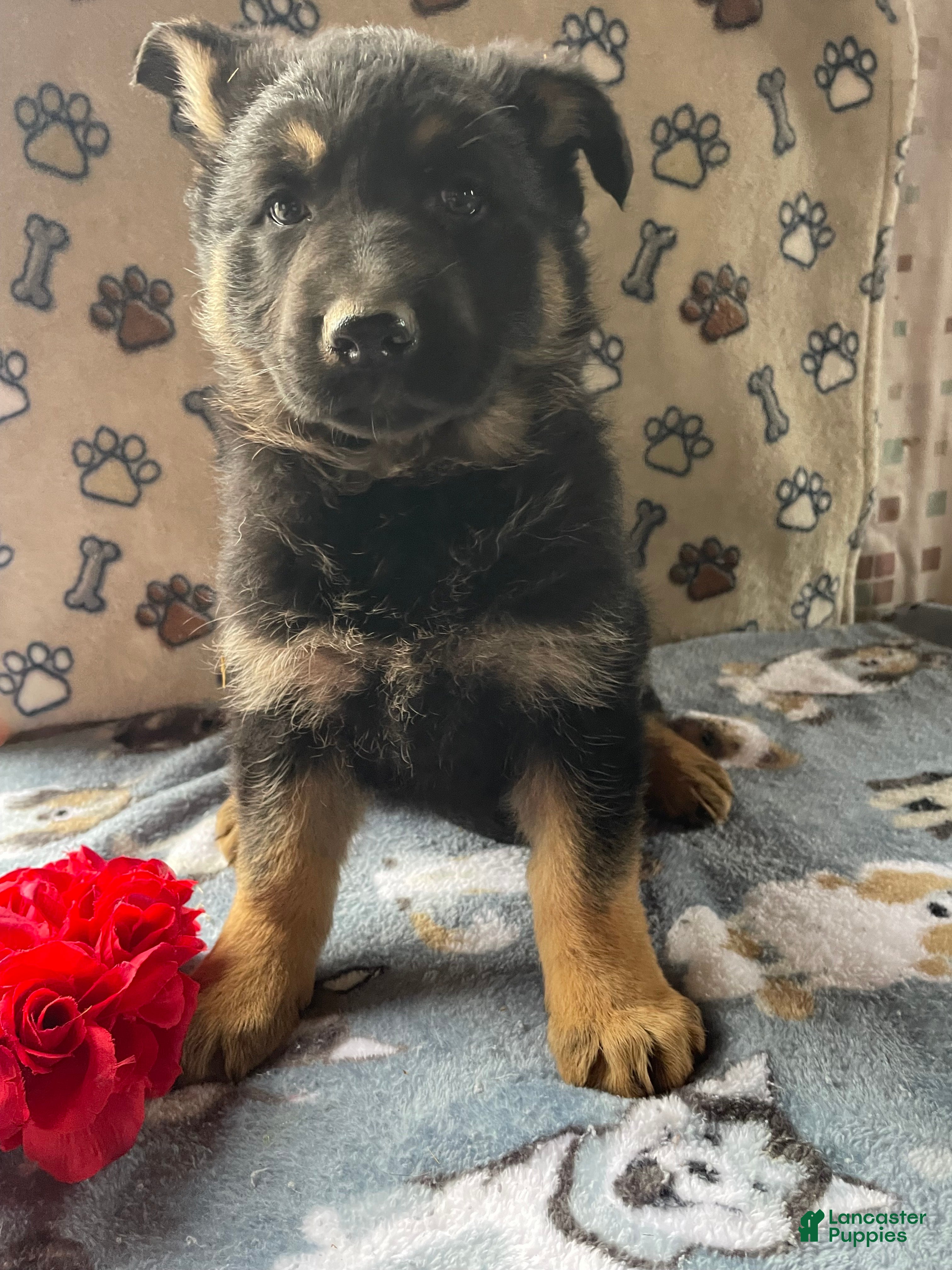 German Shepherd dogs Sasha - Ad 11