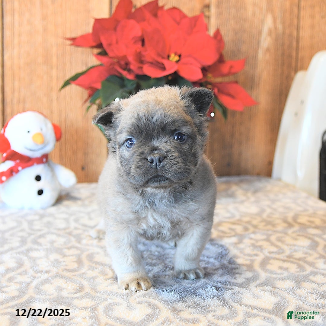 French Bulldog dogs for sale: Toby - Ad 4