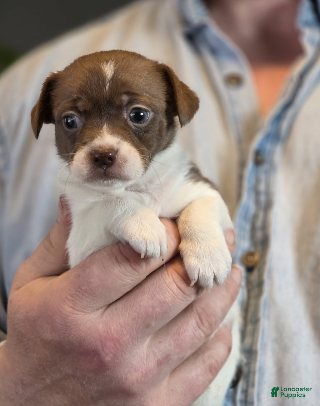 Chihuahua dogs for sale: Luna - Ad 5