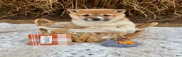 Shiba Inu dogs for sale: Sasha - Ad 1