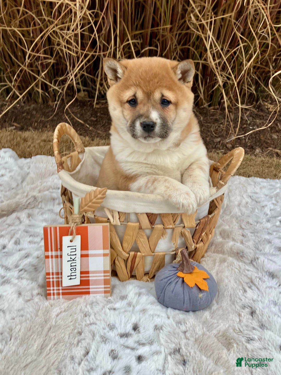 Shiba Inu dogs for sale: Sasha - Ad 1