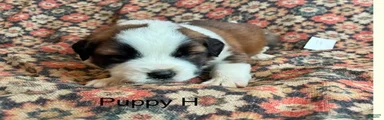 Saint Bernard Puppy 6