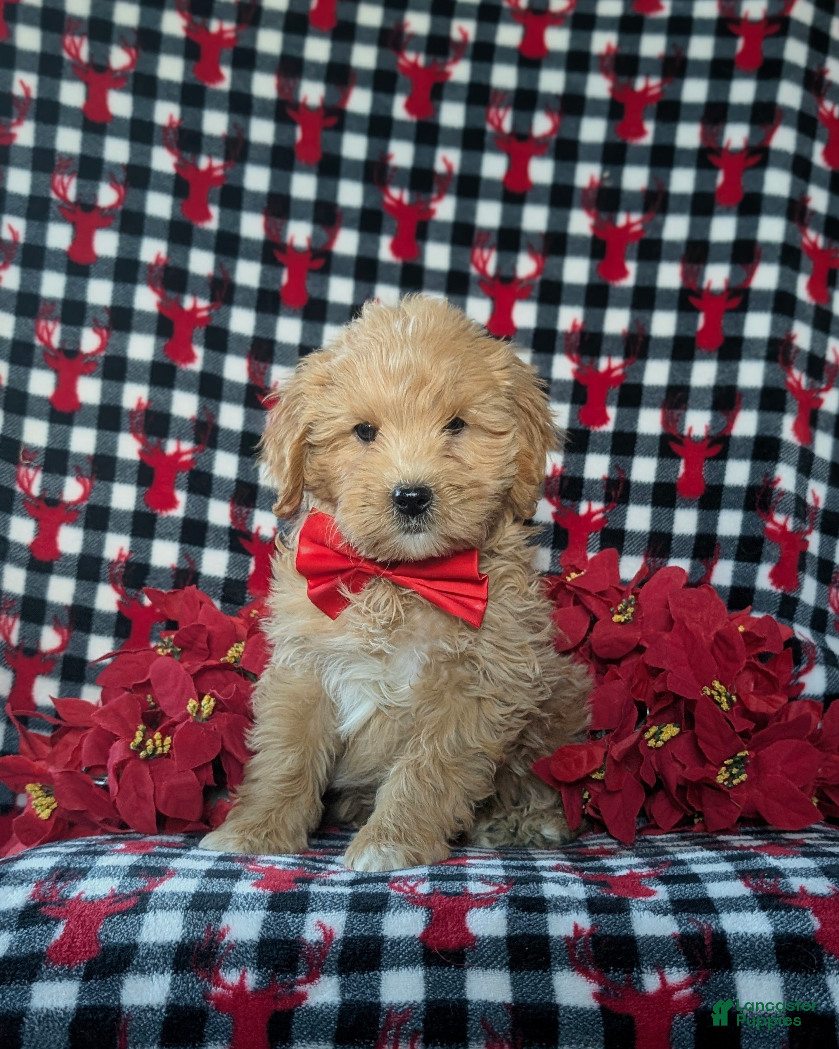 Cockapoo dogs Alexander Hypoallergenic - Ad 7