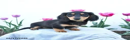 Miniature Dachshund dogs for sale: Winnie - Ad 2