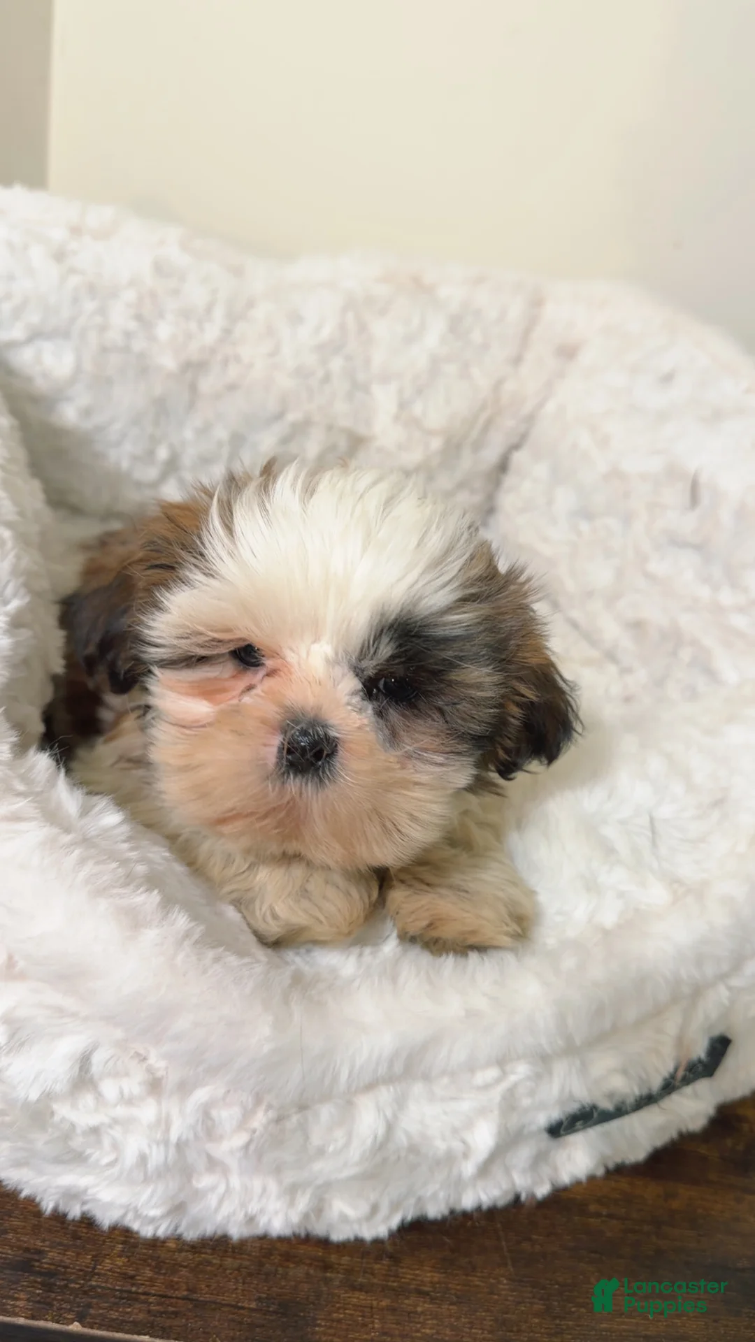 Shih Tzu dogs for sale: Jellybean  - Ad 1