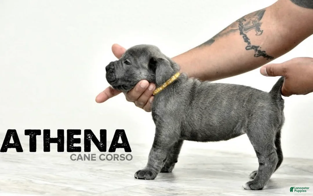Cane Corso dogs for sale: Athena - Ad 2