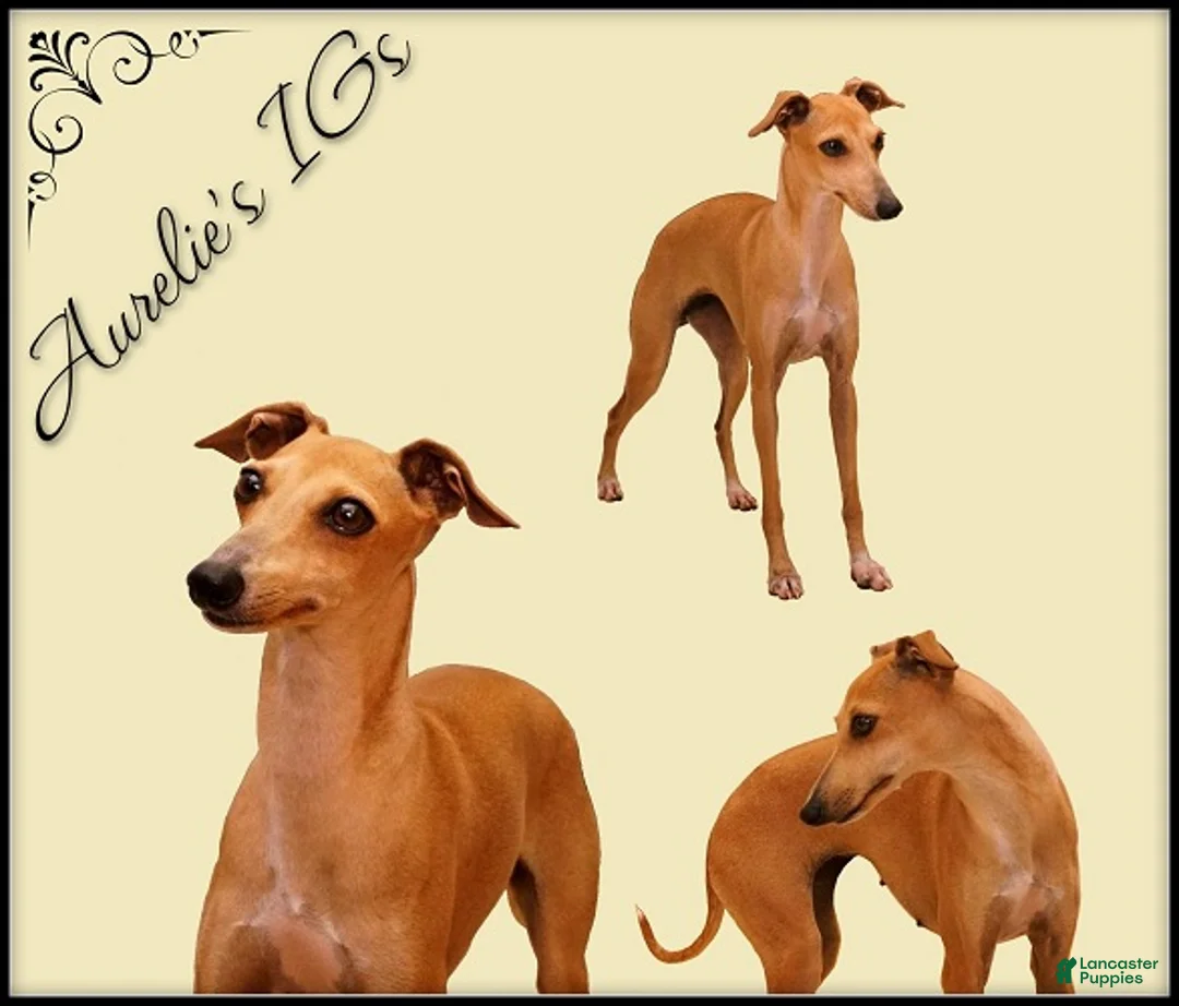 Italian Greyhound dogs for sale: Zoe - Ad 5