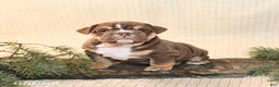 English Bulldog dogs for sale: Coffee - Ad 4
