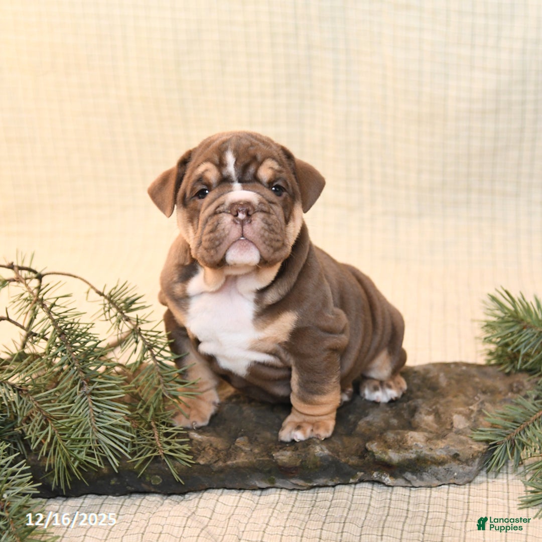 English Bulldog dogs for sale: Coffee - Ad 4