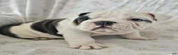 English Bulldog dogs for sale: Willis - Ad 6