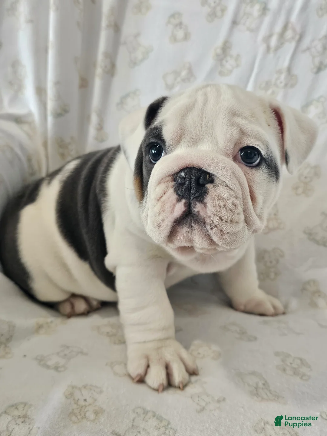 English Bulldog dogs for sale: Willis - Ad 6
