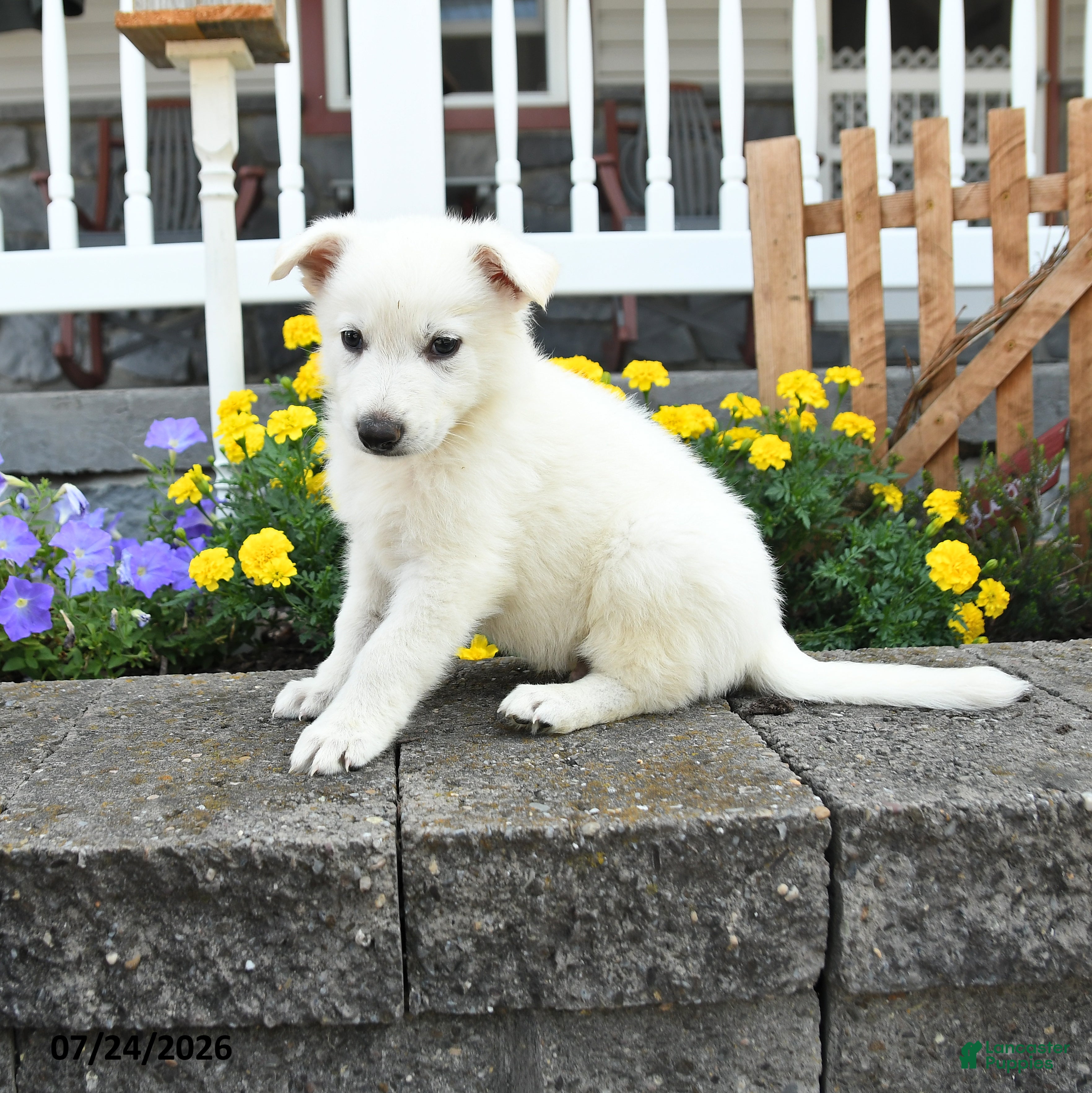 German Shepherd dogs Keller - Ad 1