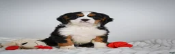 Miniature Bernese Mountain Dog dogs for sale: Max - Ad 4