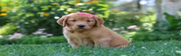 Golden Retriever dogs for sale: Sage - Ad 5