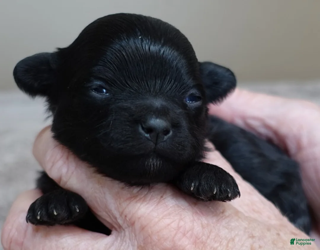 Maltipoo dogs for sale: Emmy - Ad 2