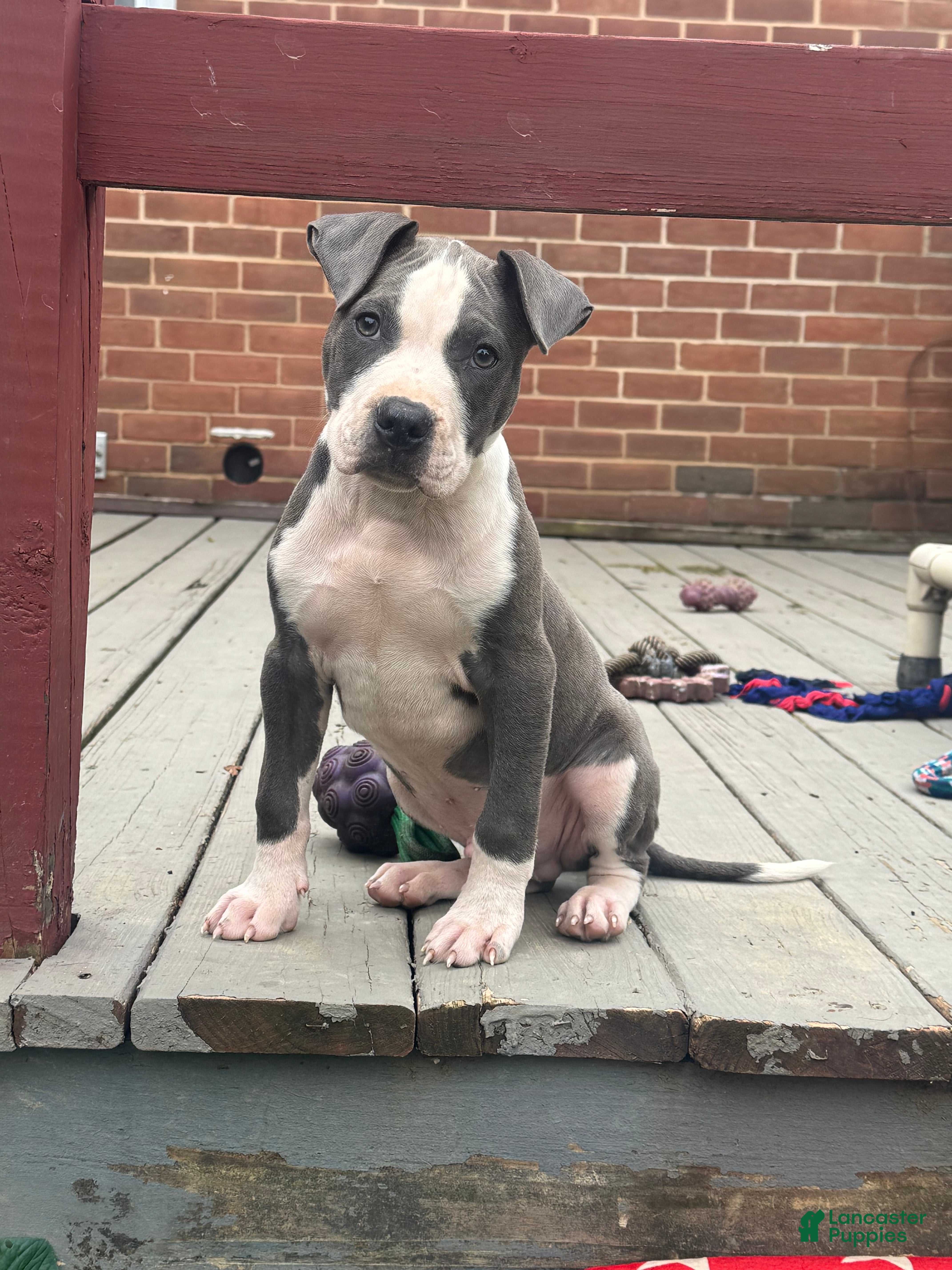 American Pit Bull Terrier dogs Blue- Banks - Ad 1