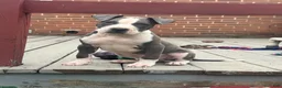 American Pit Bull Terrier dogs for sale: Blue- Banks - Ad 1