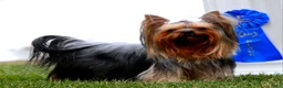 Yorkshire Terrier dogs for sale: Candy Cane AKC Champion Bloodline - Ad 9