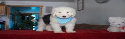 Sheepadoodle dogs for sale: Rambo - Ad 7