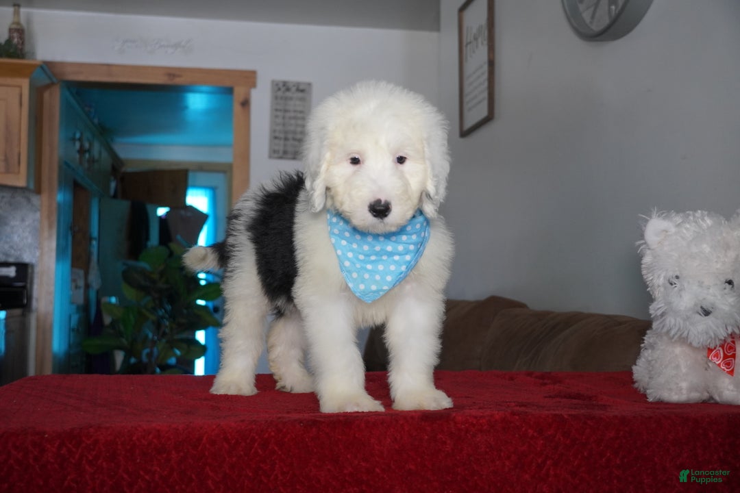 Sheepadoodle dogs for sale: Rambo - Ad 7