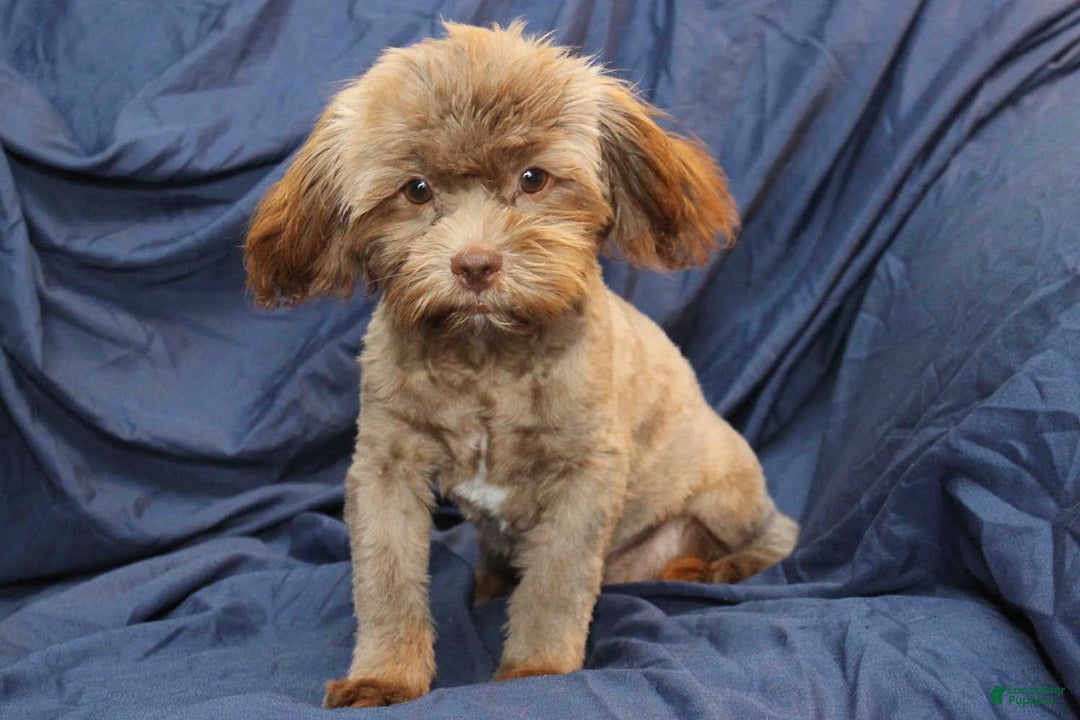 Shihpoo dogs for sale: Austin - Ad 7