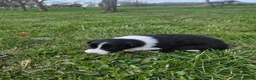 Border Collie dogs for sale: Daisy - Ad 7