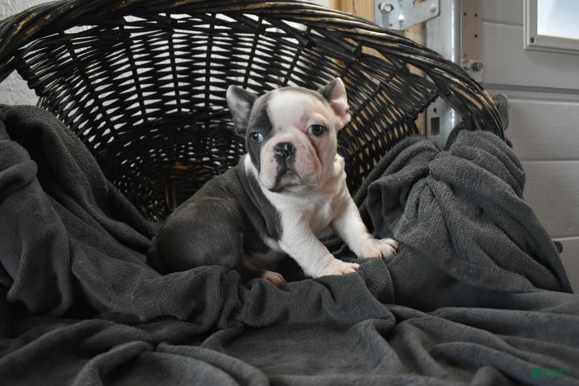 Frenchton dogs Otto - Ad 1