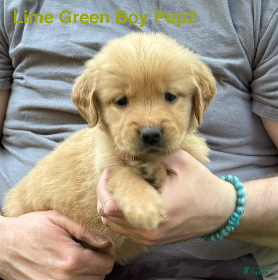 Golden Retriever dogs for sale: Runt Male-Lime Green Boy - Ad 2