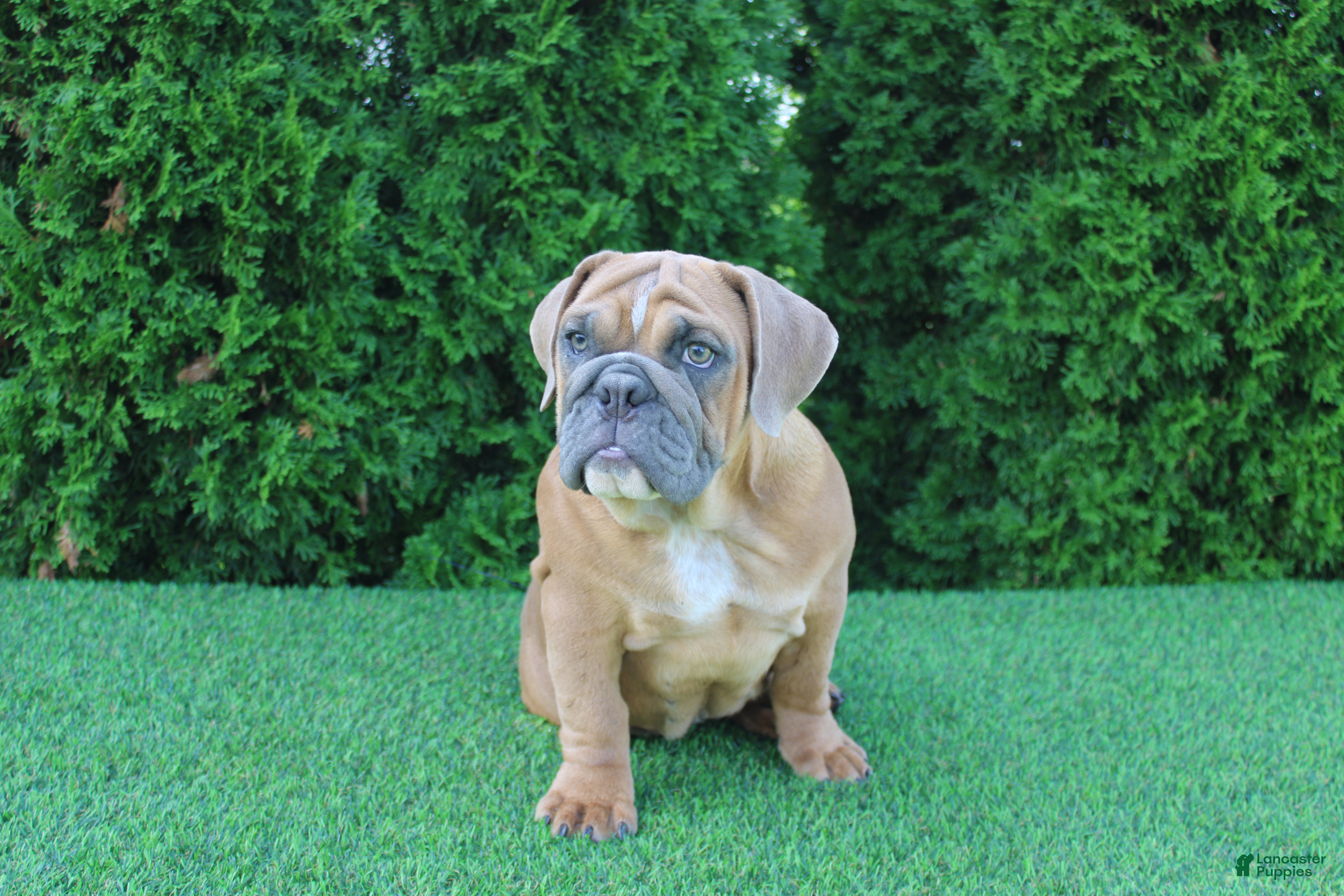 English Bulldog dogs Debbi - Ad 2
