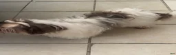 Shih Tzu dogs for sale: Shih Tzu 1 - Ad 1