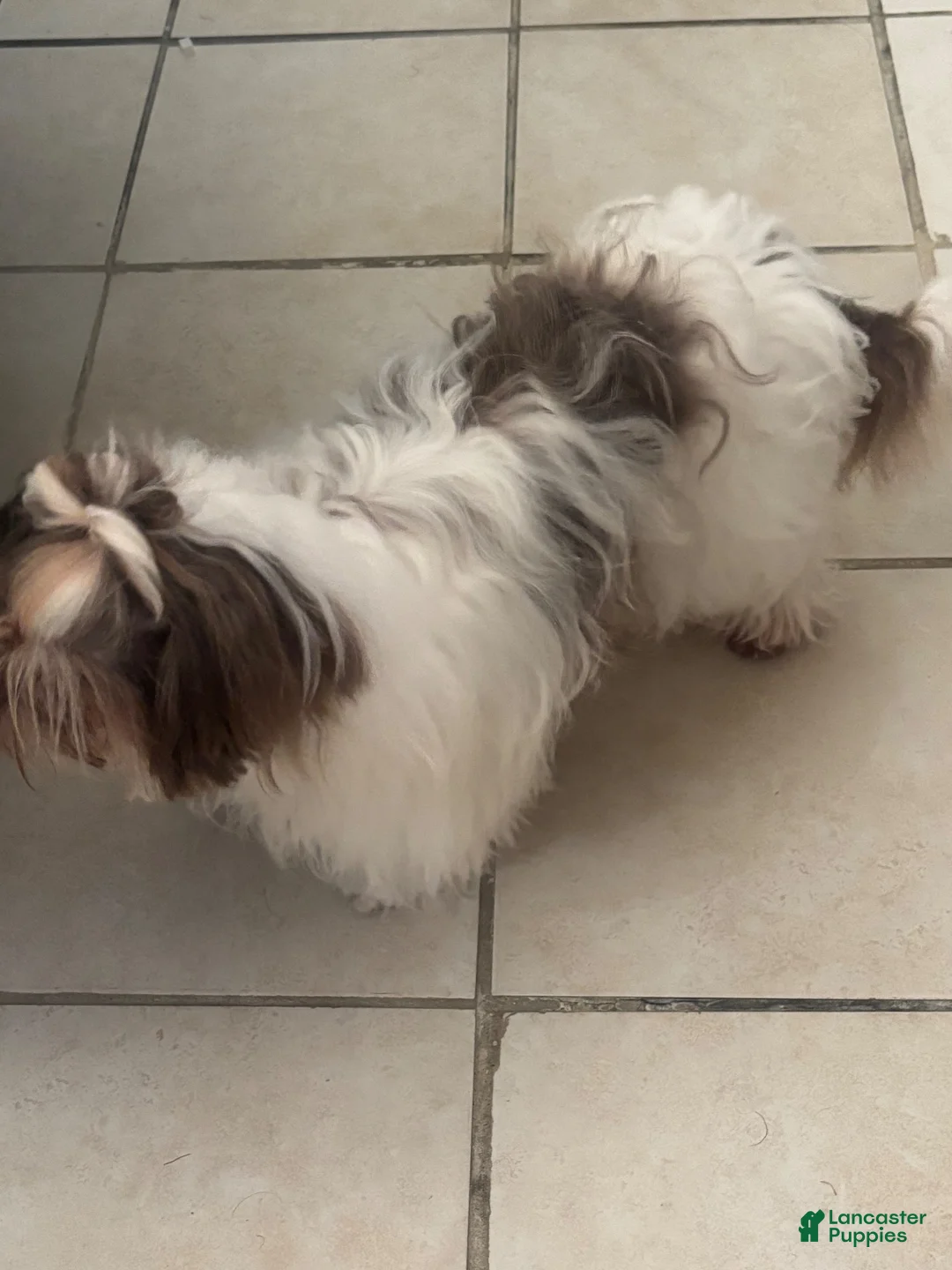 Shih Tzu dogs for sale: Shih Tzu 1 - Ad 1