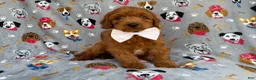 Cavapoo dogs for sale: Bear - Ad 2