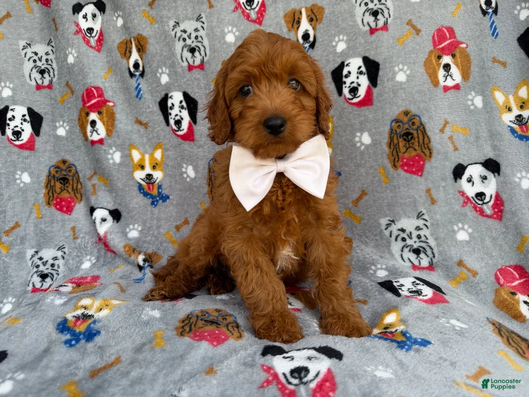 Cavapoo dogs for sale: Bear - Ad 2