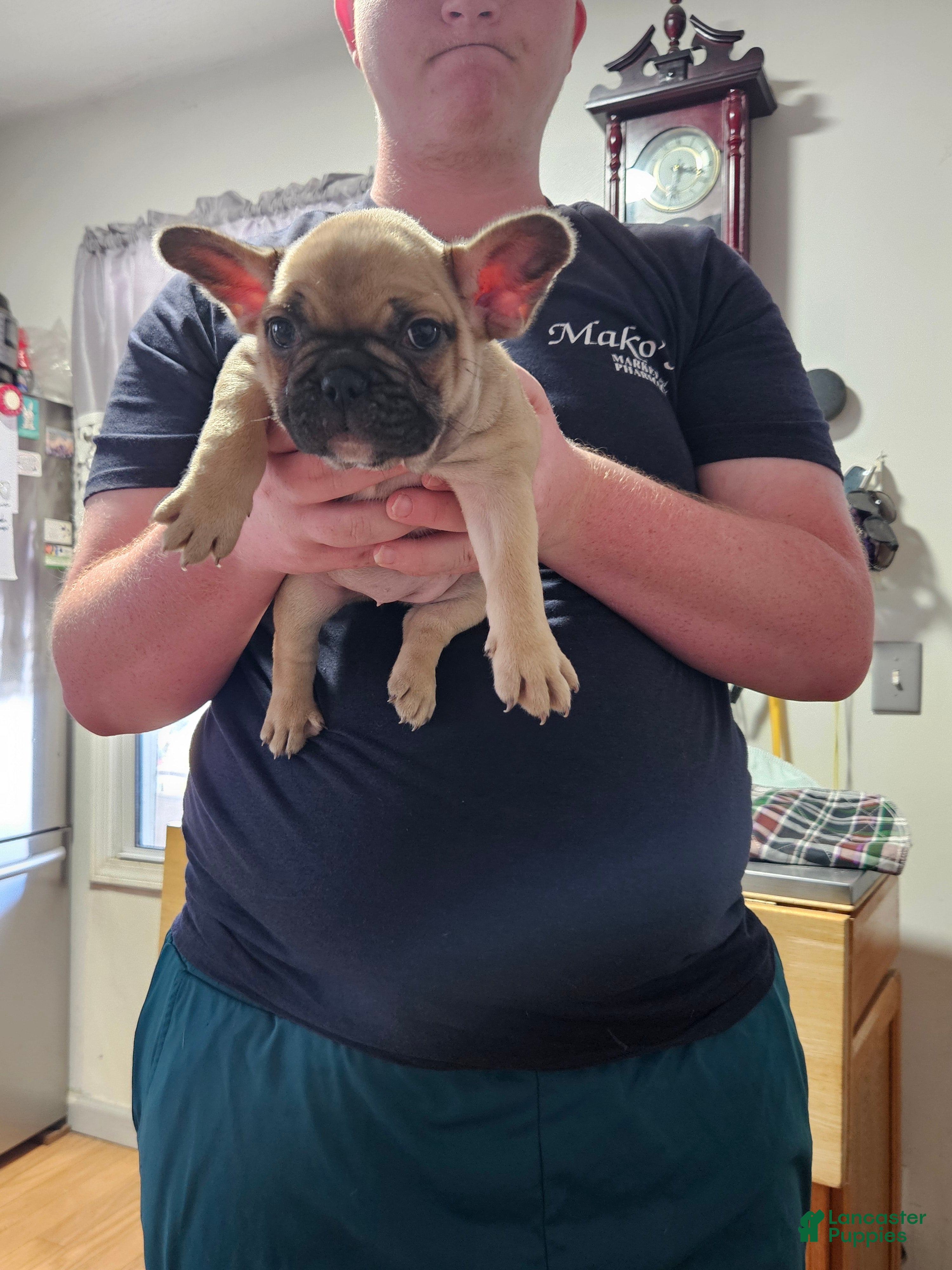 French Bulldog dogs French Bulldog Puppy 3 - Ad 2