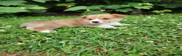 Welsh Corgi Pembroke dogs for sale: Adam - Ad 4