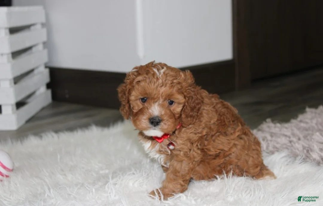 Cavapoo dogs for sale: Lenny  - Ad 2