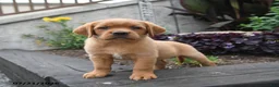 Labrador Retriever dogs for sale: Bunny - Ad 3