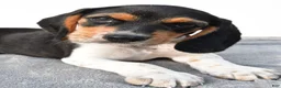 Beagle dogs for sale: Adam - Ad 11