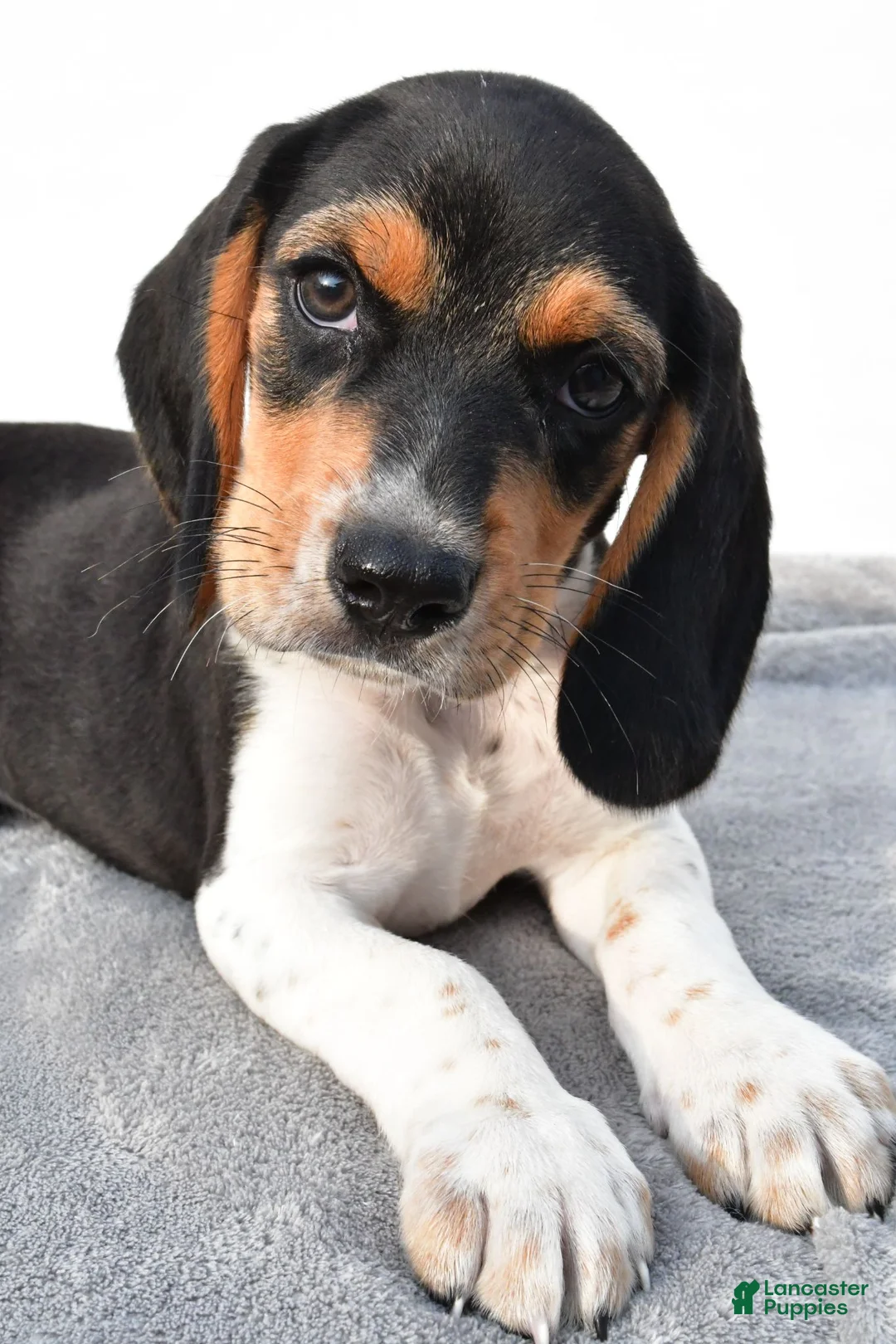 Beagle dogs for sale: Adam - Ad 11