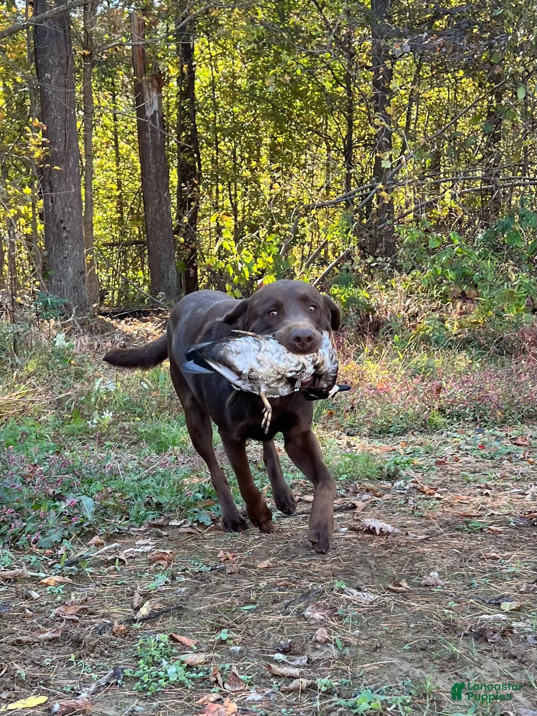 Labrador Retriever dogs for sale: Labrador Retriever  - Ad 3