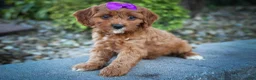 Cavapoo dogs for sale: RUSTY - Ad 9