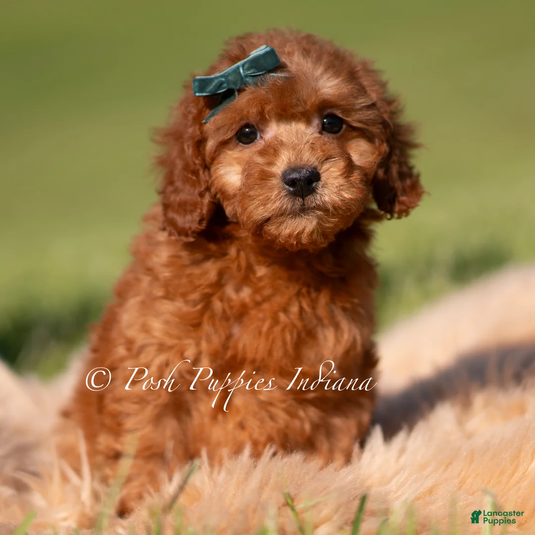 Toy Poodle dogs for sale: Harlow AKC - Ad 2