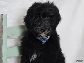 Mini Sheepadoodle dogs Kade - Ad 1