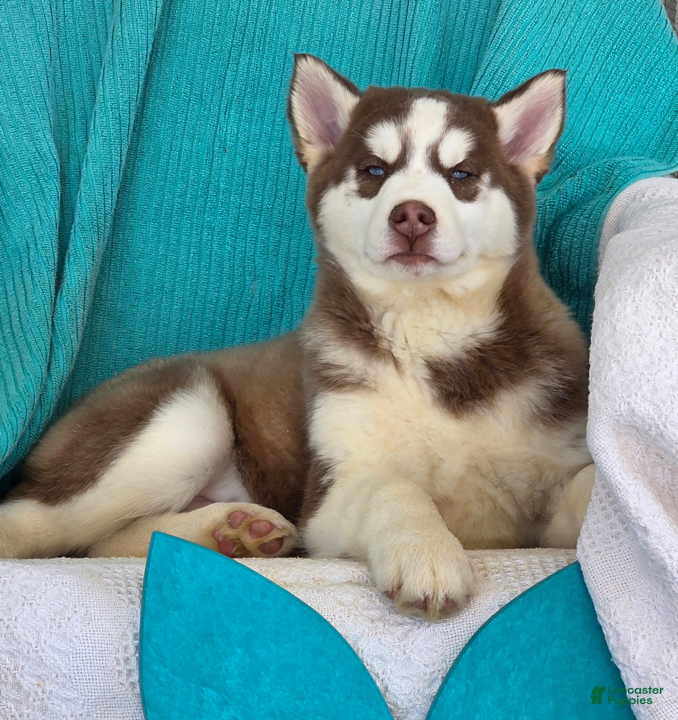 Siberian Husky dogs Dustin - Ad 2