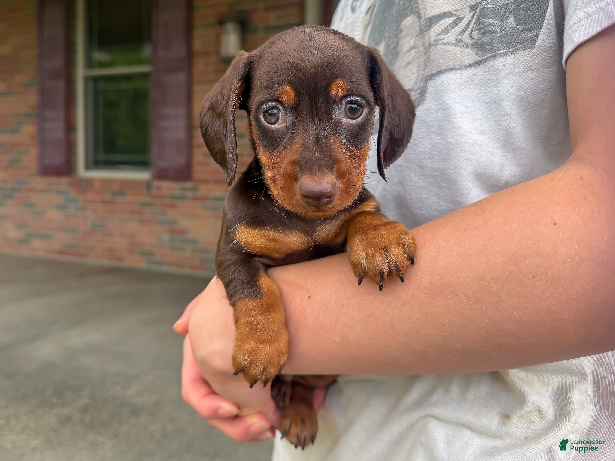 Miniature Dachshund dogs Cooper - Ad 2